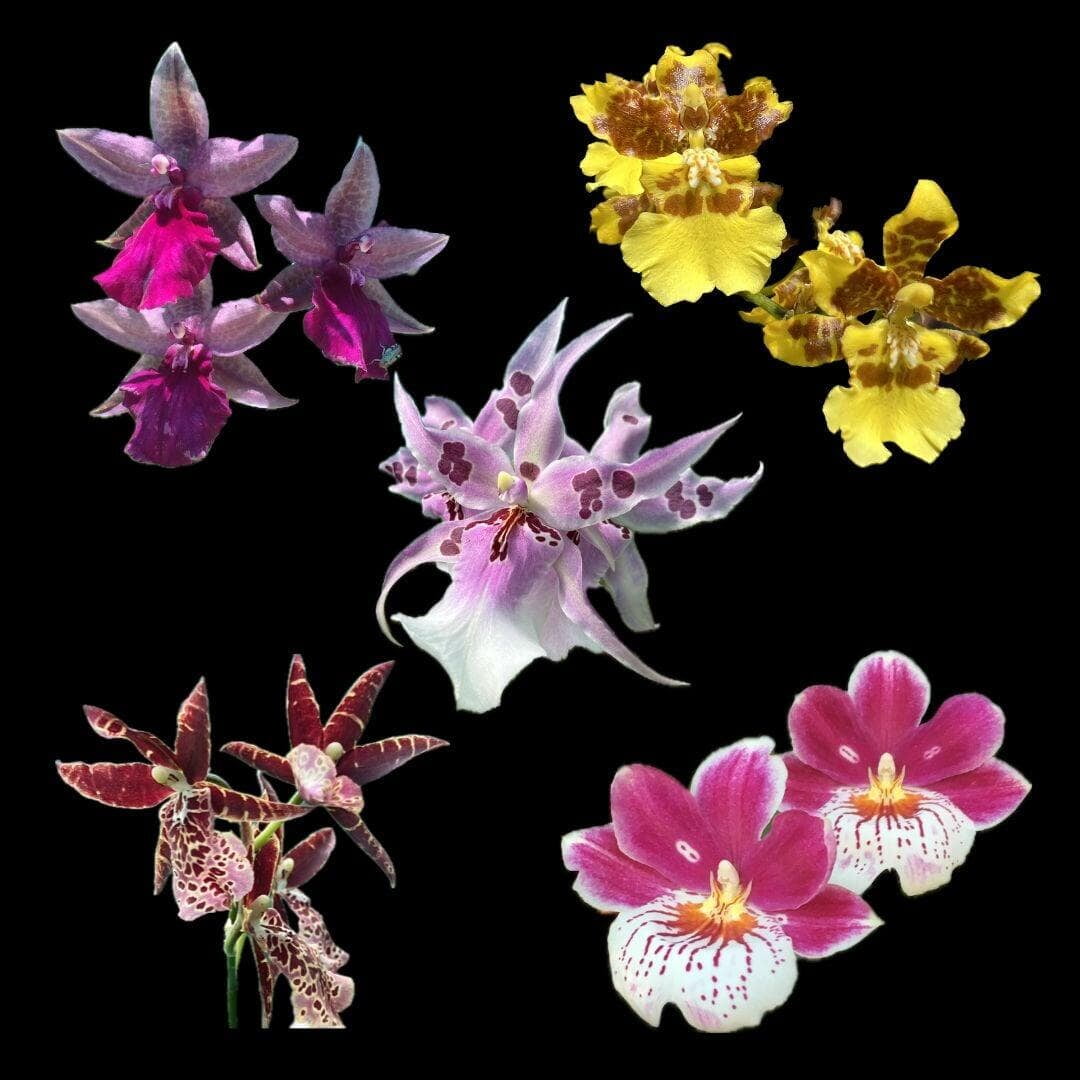 Oncidium Alliance Orchids